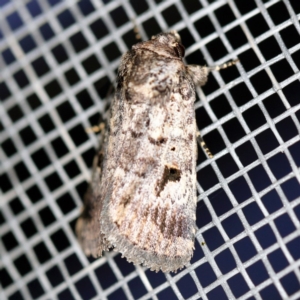 Thoracolopha verecunda at O'Connor, ACT - 28 Feb 2020