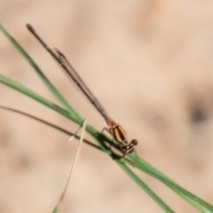 Nososticta solida (Orange Threadtail) at Point Hut to Tharwa - 28 Feb 2020 by SWishart