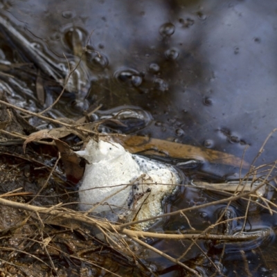 Limnodynastes peronii at Penrose, NSW - 28 Feb 2020 by Aussiegall