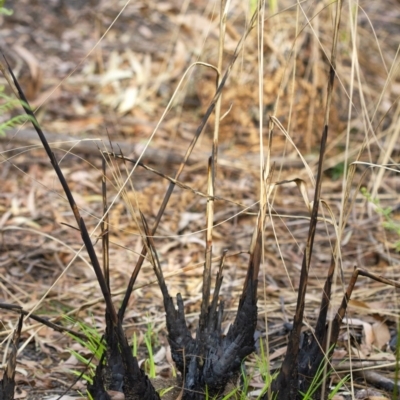 Unidentified Rush, Sedge or Mat Rush at Penrose - 28 Feb 2020 by Aussiegall
