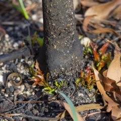 Elaeocarpus reticulatus (TBC) at - 28 Feb 2020 by Aussiegall