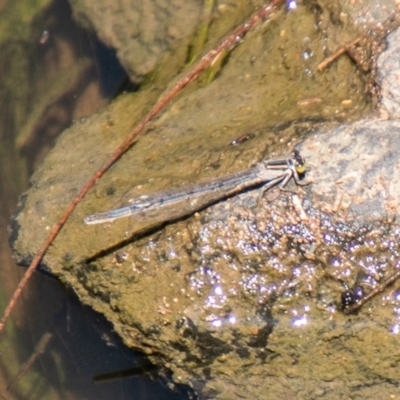 Ischnura heterosticta (Common Bluetail Damselfly) at Point Hut to Tharwa - 28 Feb 2020 by SWishart