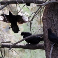 Corcorax melanorhamphos (White-winged Chough) at Point Hut to Tharwa - 28 Feb 2020 by RodDeb