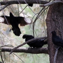 Corcorax melanorhamphos (White-winged Chough) at Tuggeranong DC, ACT - 28 Feb 2020 by RodDeb