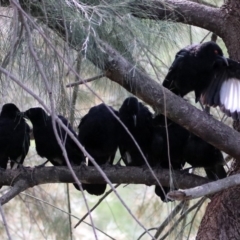 Corcorax melanorhamphos at Tuggeranong DC, ACT - 28 Feb 2020