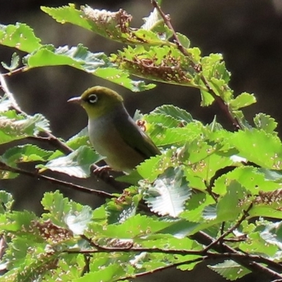 Zosterops lateralis (Silvereye) at Point Hut to Tharwa - 28 Feb 2020 by RodDeb