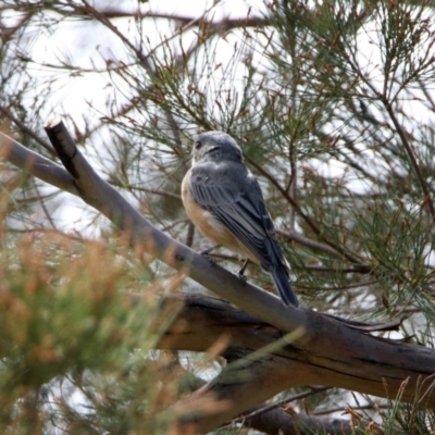 Pachycephala rufiventris (Rufous Whistler) at Tuggeranong DC, ACT - 28 Feb 2020 by RodDeb