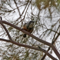 Pachycephala rufiventris at Tuggeranong DC, ACT - 28 Feb 2020