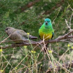 Psephotus haematonotus (Red-rumped Parrot) at Tuggeranong DC, ACT - 28 Feb 2020 by RodDeb