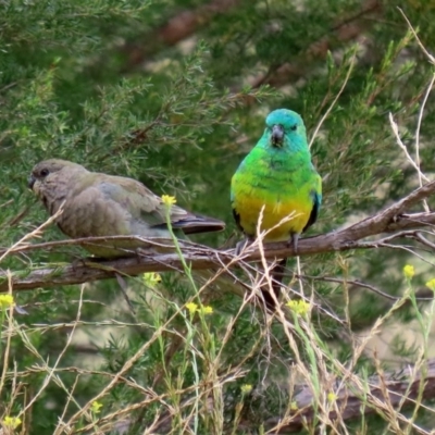 Psephotus haematonotus (Red-rumped Parrot) at Point Hut to Tharwa - 28 Feb 2020 by RodDeb