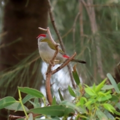 Neochmia temporalis (Red-browed Finch) at Tuggeranong DC, ACT - 28 Feb 2020 by RodDeb