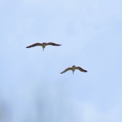 Pelecanus conspicillatus (Australian Pelican) at Point Hut to Tharwa - 28 Feb 2020 by RodDeb