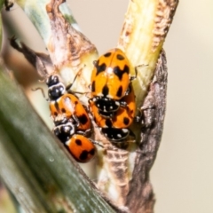 Hippodamia variegata (Spotted Amber Ladybird) at Bullen Range - 28 Feb 2020 by SWishart