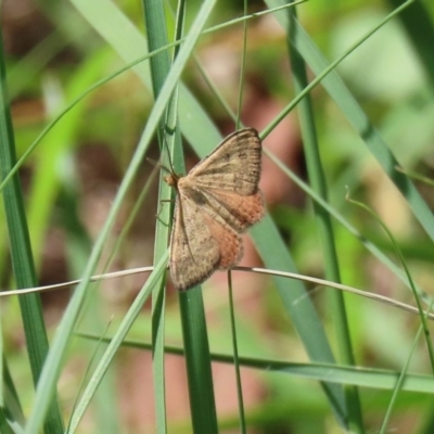 Scopula rubraria (Reddish Wave, Plantain Moth) at Point Hut to Tharwa - 28 Feb 2020 by RodDeb