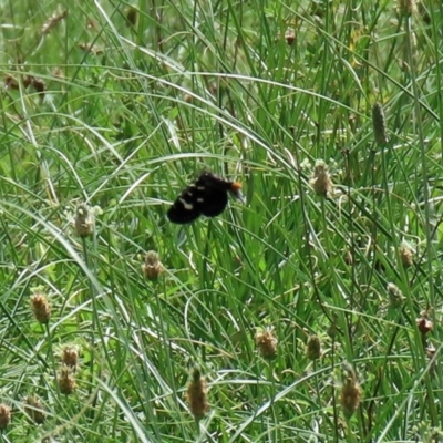 Phalaenoides tristifica (Willow-herb Day-moth) at Gordon, ACT - 28 Feb 2020 by RodDeb