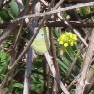 Pieris rapae at Tuggeranong DC, ACT - 28 Feb 2020 01:30 PM