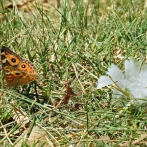 Junonia villida at Gordon, ACT - 28 Feb 2020