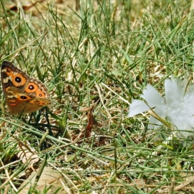 Junonia villida (Meadow Argus) at Point Hut to Tharwa - 28 Feb 2020 by RodDeb