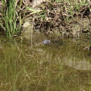 Adversaeschna brevistyla at Gordon, ACT - 28 Feb 2020 12:35 PM