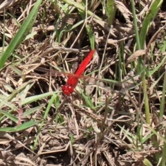 Diplacodes haematodes (Scarlet Percher) at Gordon, ACT - 28 Feb 2020 by RodDeb