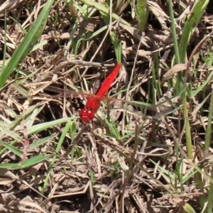 Diplacodes haematodes at Gordon, ACT - 28 Feb 2020 12:24 PM