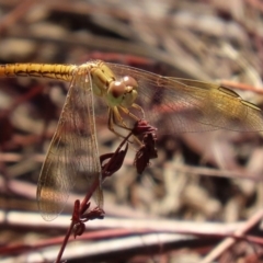 Diplacodes haematodes at Tuggeranong DC, ACT - 28 Feb 2020