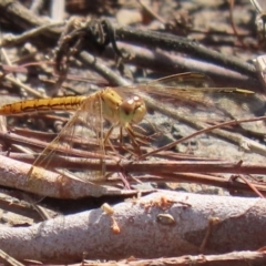 Diplacodes haematodes at Tuggeranong DC, ACT - 28 Feb 2020 01:16 PM