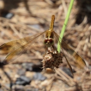 Diplacodes haematodes at Tuggeranong DC, ACT - 28 Feb 2020