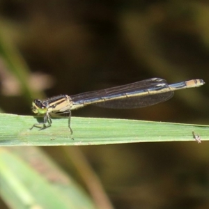 Ischnura heterosticta at Gordon, ACT - 28 Feb 2020