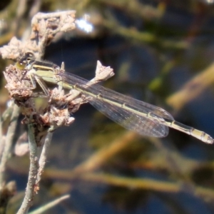 Ischnura heterosticta at Gordon, ACT - 28 Feb 2020 12:17 PM