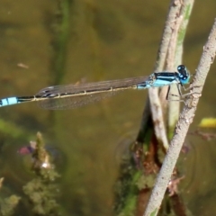 Ischnura heterosticta (Common Bluetail Damselfly) at Point Hut to Tharwa - 28 Feb 2020 by RodDeb