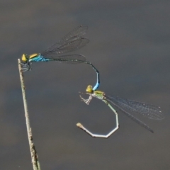 Pseudagrion aureofrons (Gold-fronted Riverdamsel) at Point Hut to Tharwa - 28 Feb 2020 by RodDeb