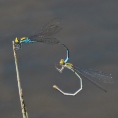 Pseudagrion aureofrons (Gold-fronted Riverdamsel) at Gordon, ACT - 28 Feb 2020 by RodDeb