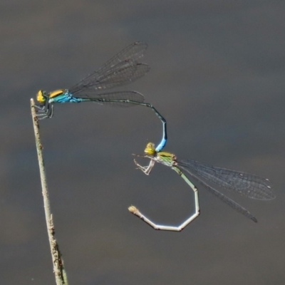 Pseudagrion aureofrons (Gold-fronted Riverdamsel) at Point Hut to Tharwa - 28 Feb 2020 by RodDeb