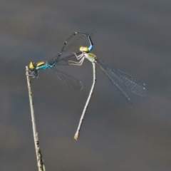 Pseudagrion aureofrons at Gordon, ACT - 28 Feb 2020