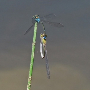 Pseudagrion aureofrons at Gordon, ACT - 28 Feb 2020