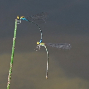 Pseudagrion aureofrons at Gordon, ACT - 28 Feb 2020