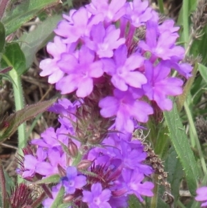 Verbena rigida var. rigida at Majors Creek, NSW - 29 Feb 2020