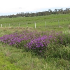 Verbena rigida var. rigida at Majors Creek, NSW - 29 Feb 2020