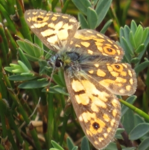 Oreixenica orichora at Kosciuszko National Park, NSW - 25 Feb 2020 11:42 AM