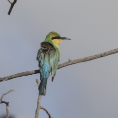 Merops ornatus (Rainbow Bee-eater) at Weetangera, ACT - 27 Feb 2020 by AlisonMilton