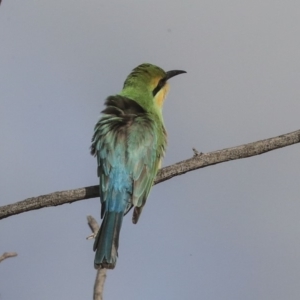 Merops ornatus at Weetangera, ACT - 27 Feb 2020