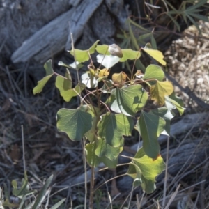 Brachychiton populneus subsp. populneus at Dunlop, ACT - 27 Feb 2020