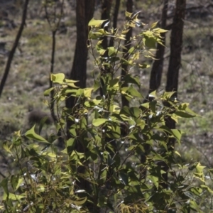 Brachychiton populneus subsp. populneus at Dunlop, ACT - 27 Feb 2020