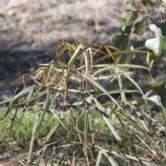 Brachychiton populneus subsp. populneus at Dunlop, ACT - 27 Feb 2020