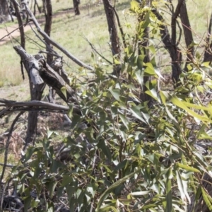 Brachychiton populneus subsp. populneus at Dunlop, ACT - 27 Feb 2020