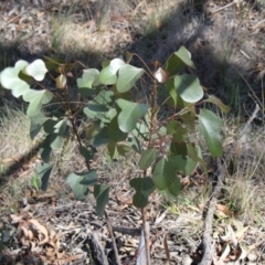 Brachychiton populneus subsp. populneus (Kurrajong) at Hawker, ACT - 26 Feb 2020 by AlisonMilton