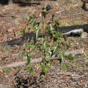 Brachychiton populneus subsp. populneus at Hawker, ACT - 27 Feb 2020