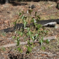 Brachychiton populneus subsp. populneus at Hawker, ACT - 27 Feb 2020