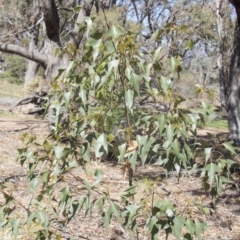 Brachychiton populneus subsp. populneus at Hawker, ACT - 27 Feb 2020